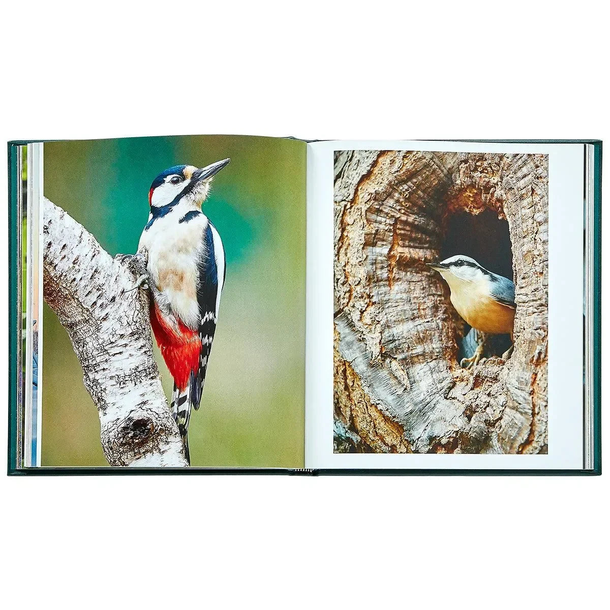 The Hidden Life of Trees - The Mayfair Hall