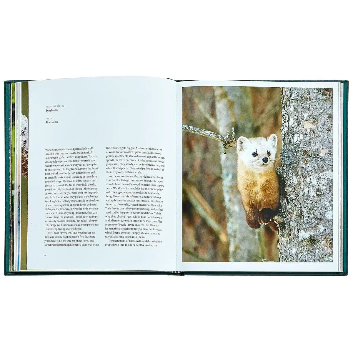 The Hidden Life of Trees - The Mayfair Hall