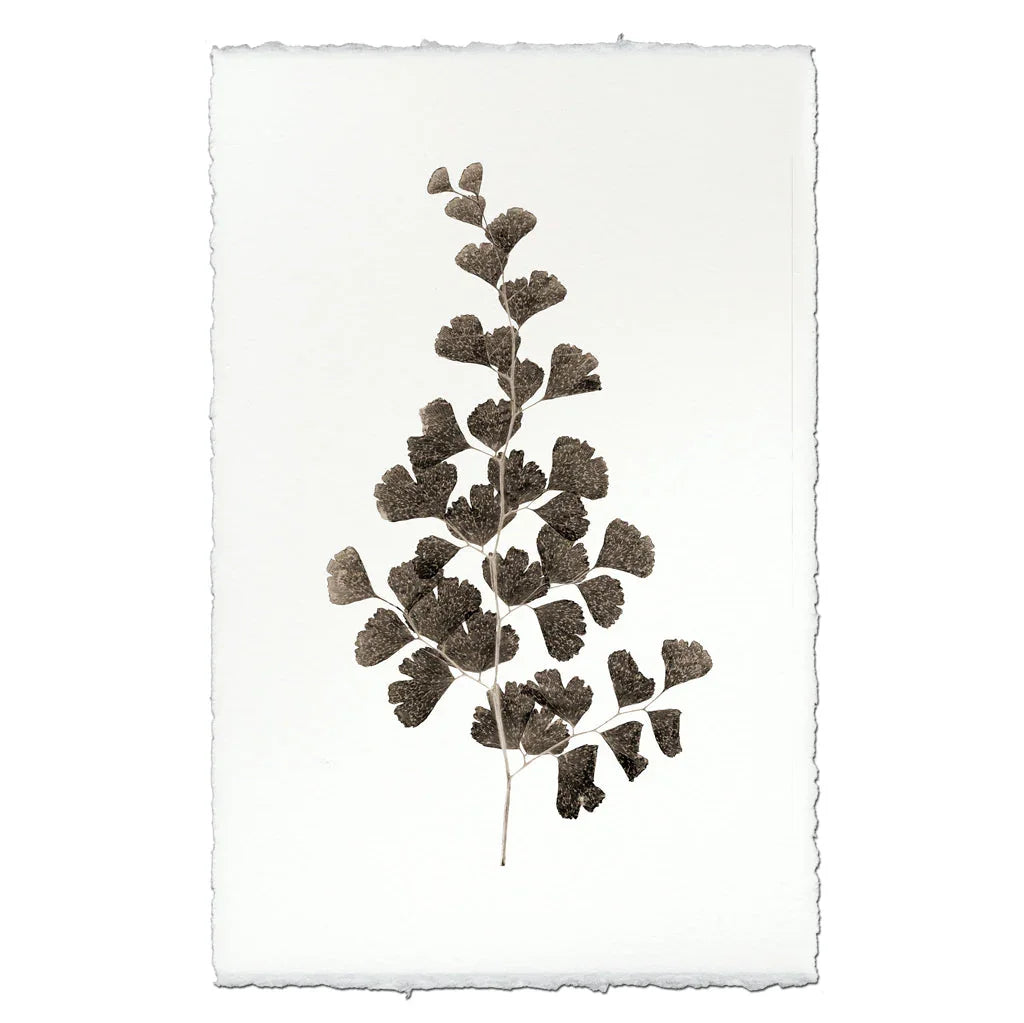 Leaf Study #1 - The Mayfair Hall