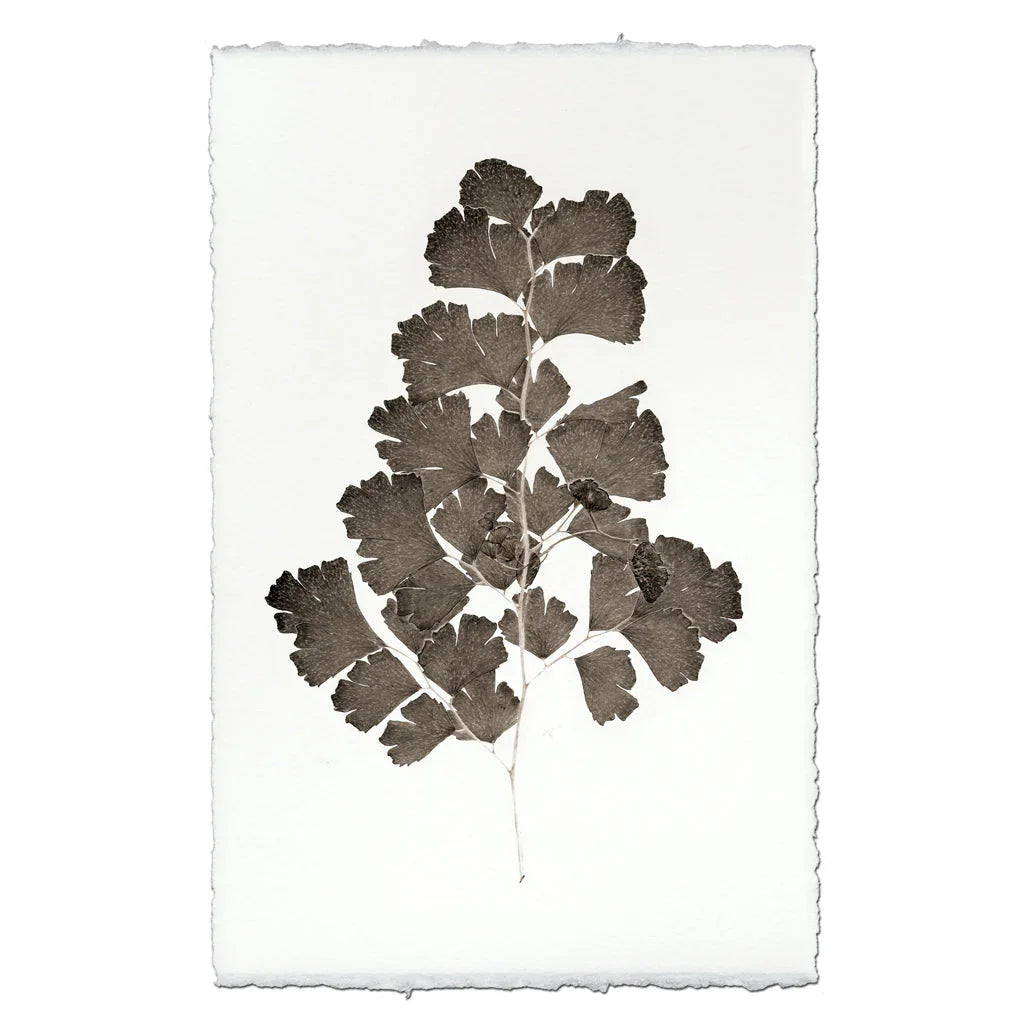 Leaf Study #2 - The Mayfair Hall