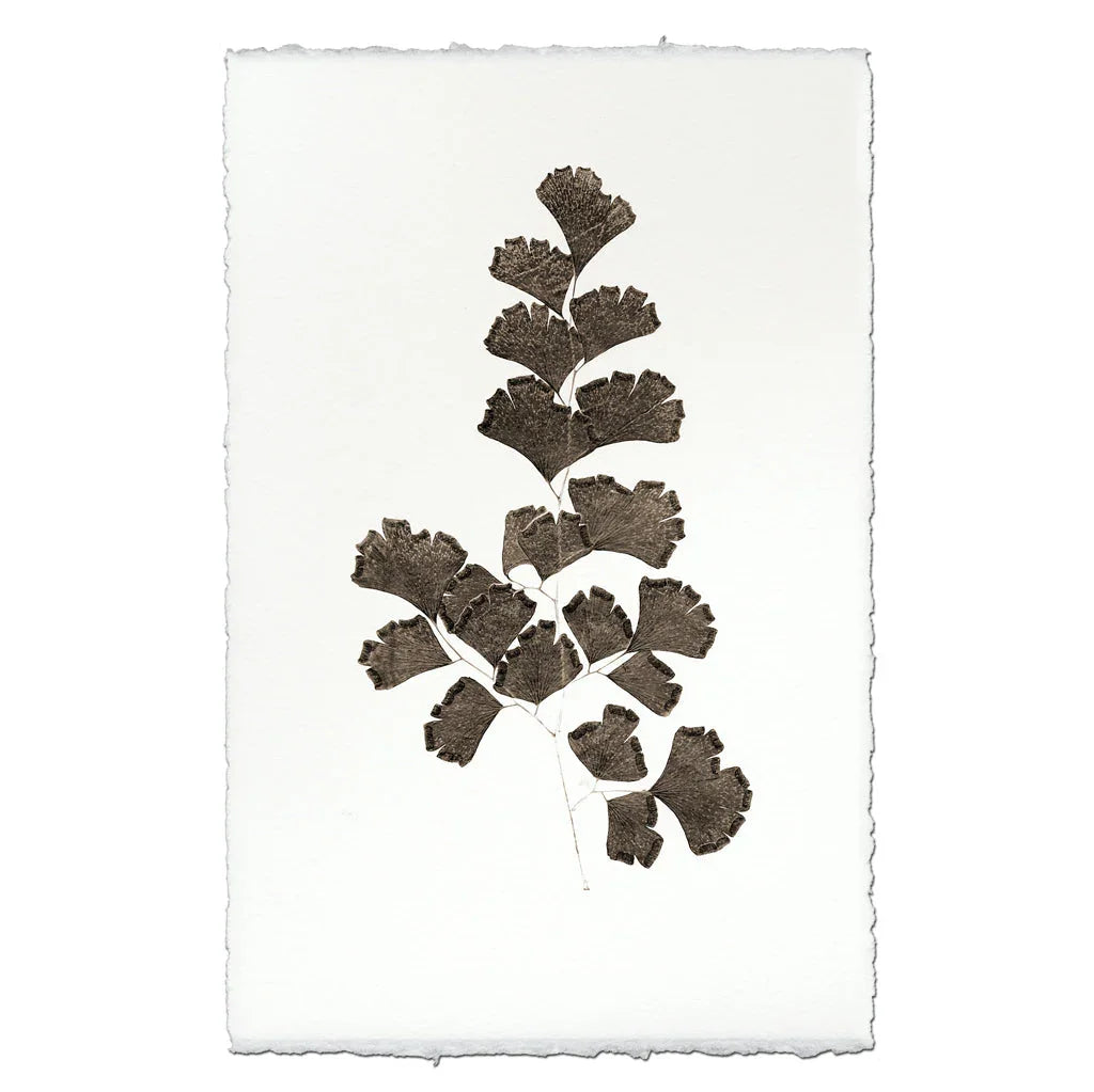 Leaf Study #3 - The Mayfair Hall