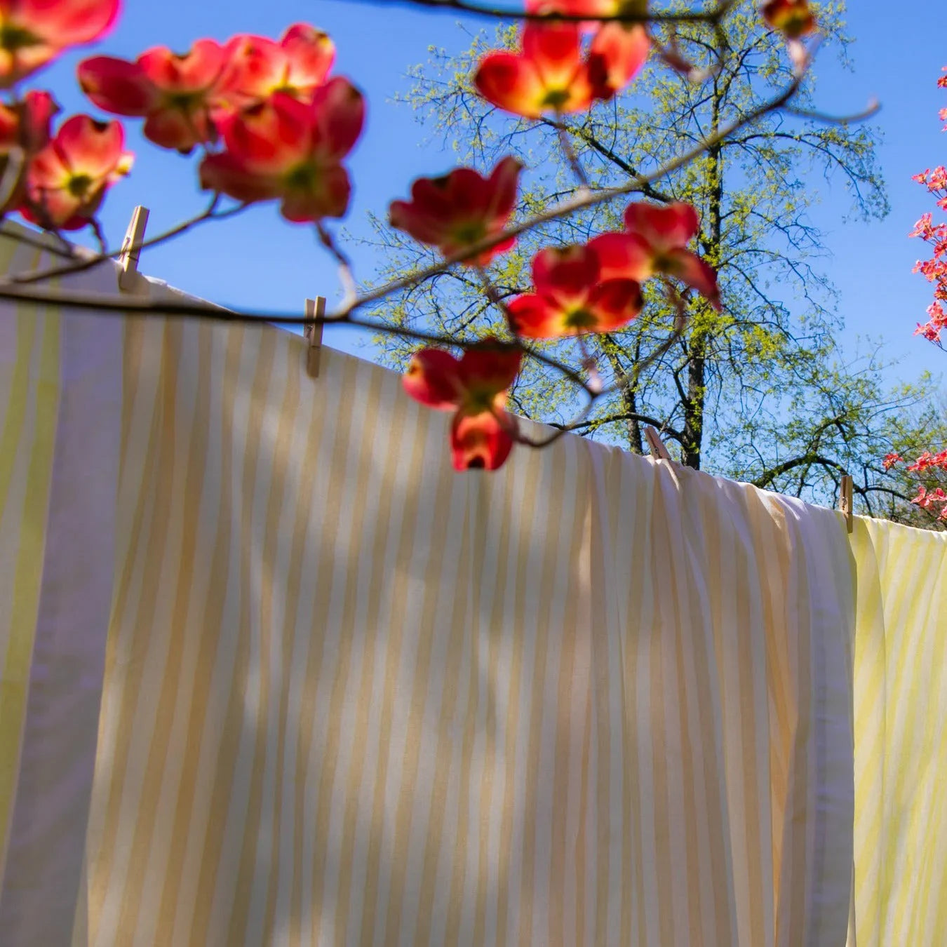 Lychee Sorbet Stripe Cotton and Linen Tablecloth in Yellow and White