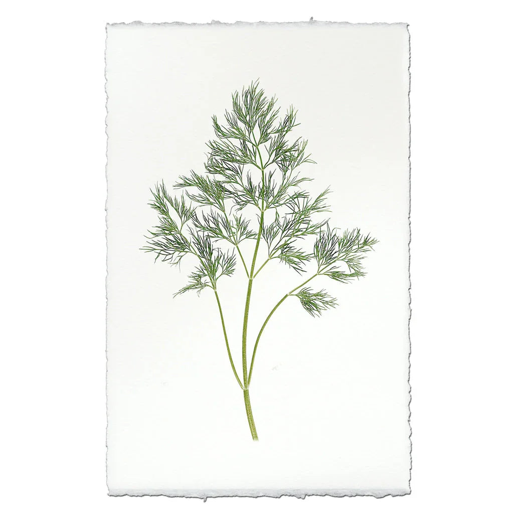 Dill - The Mayfair Hall