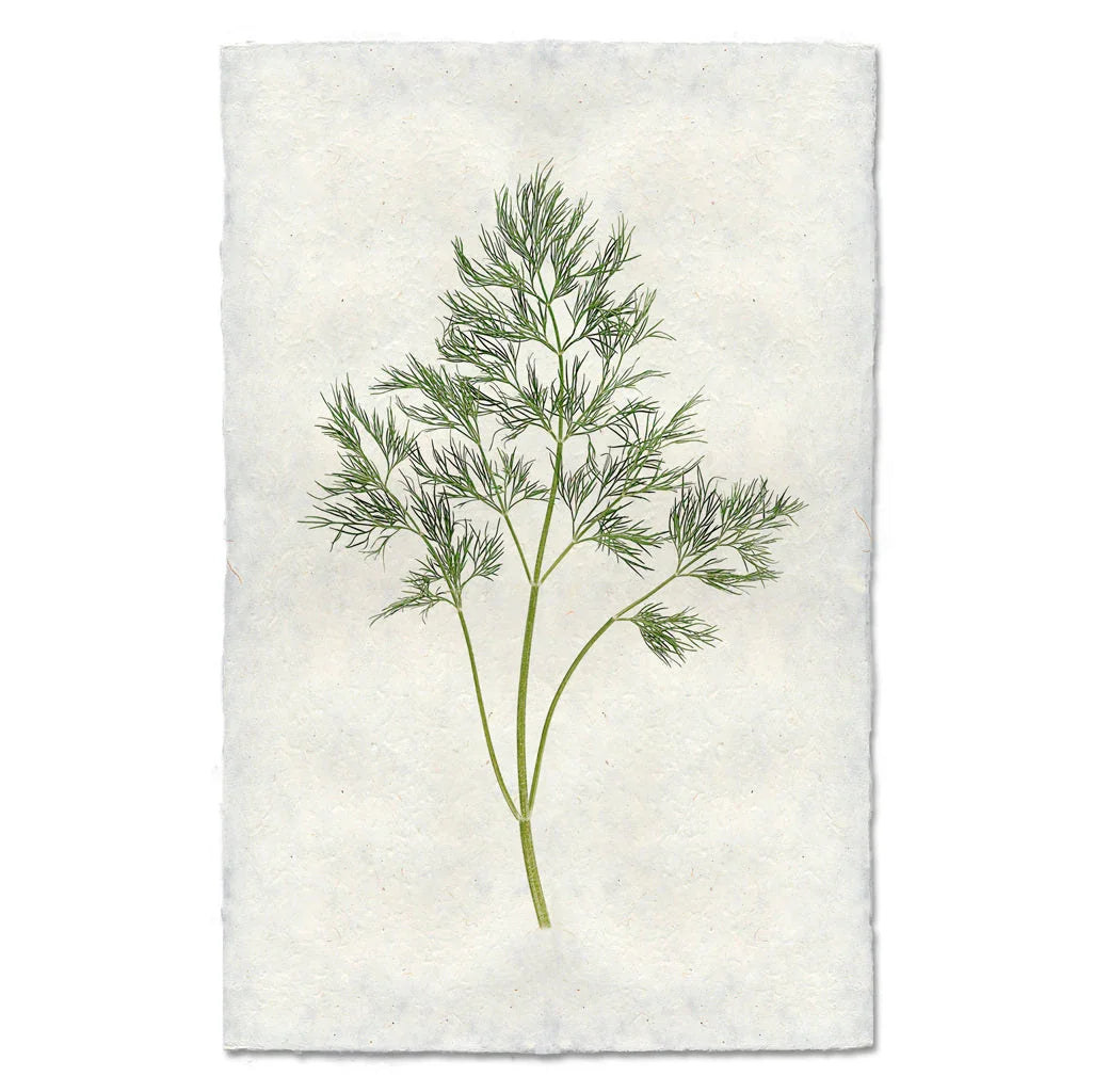 Dill - The Mayfair Hall