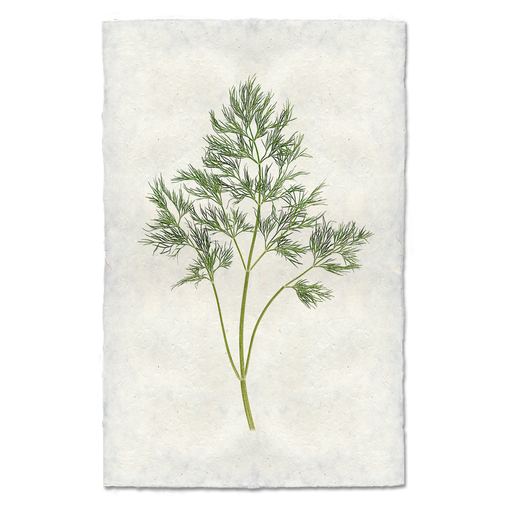 Dill