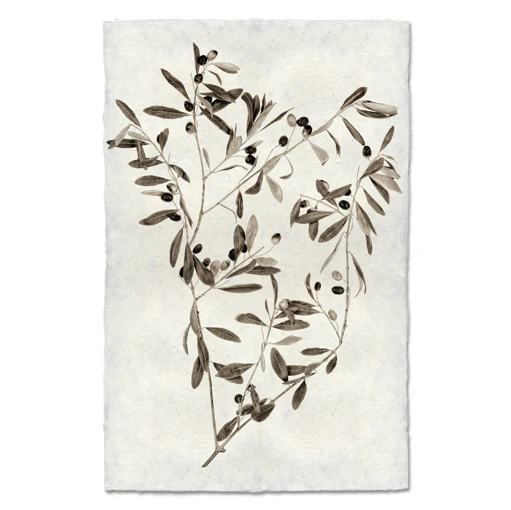 Olive Branch - The Mayfair Hall