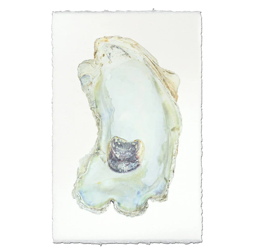 Oyster Study #13 - The Mayfair Hall