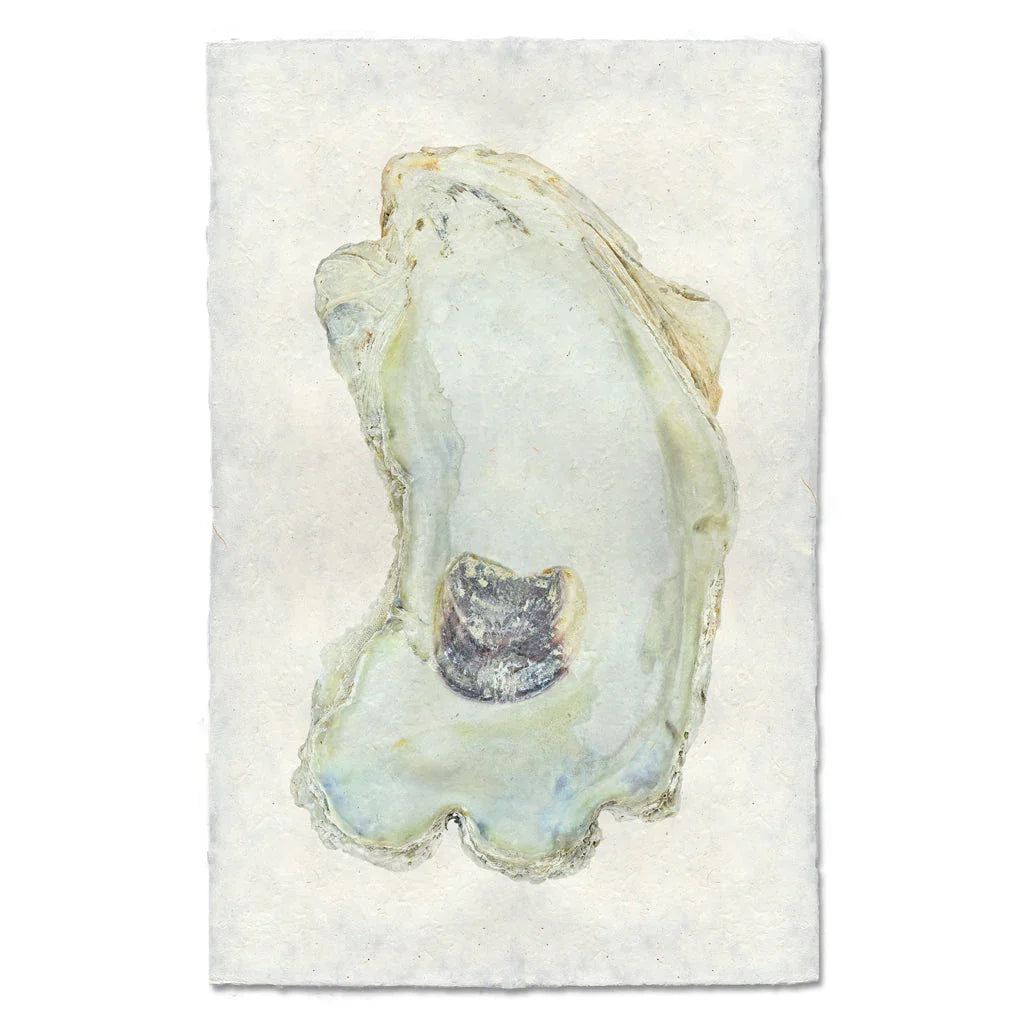 Oyster Study #13 - The Mayfair Hall