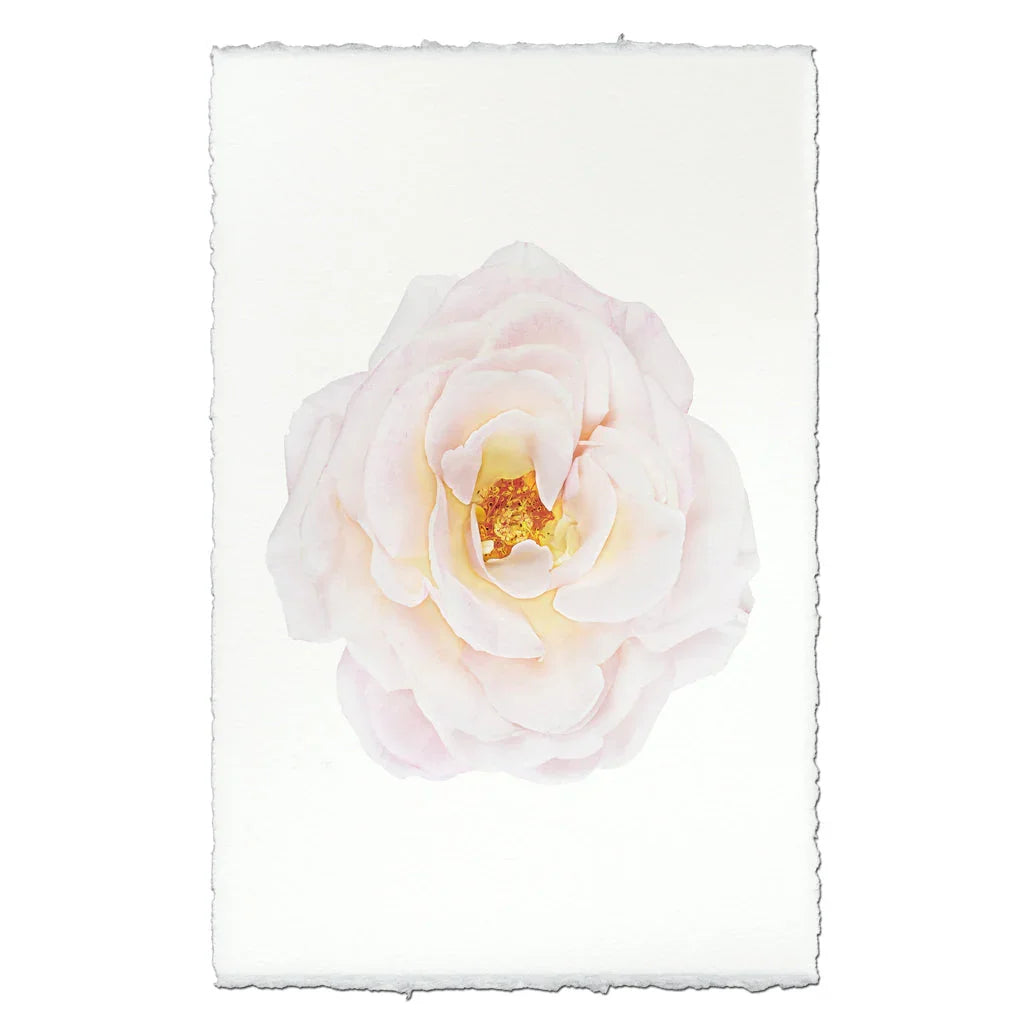 Open Rose - The Mayfair Hall