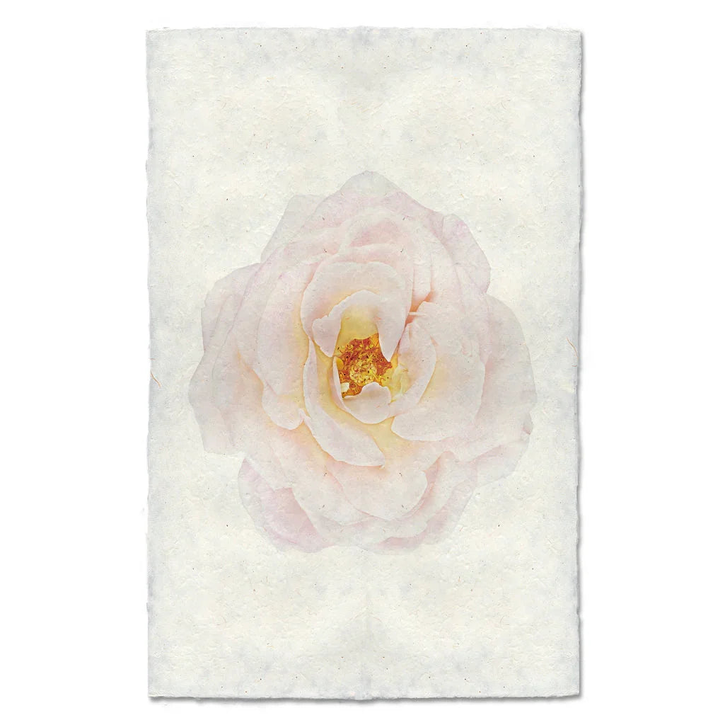 Open Rose - The Mayfair Hall