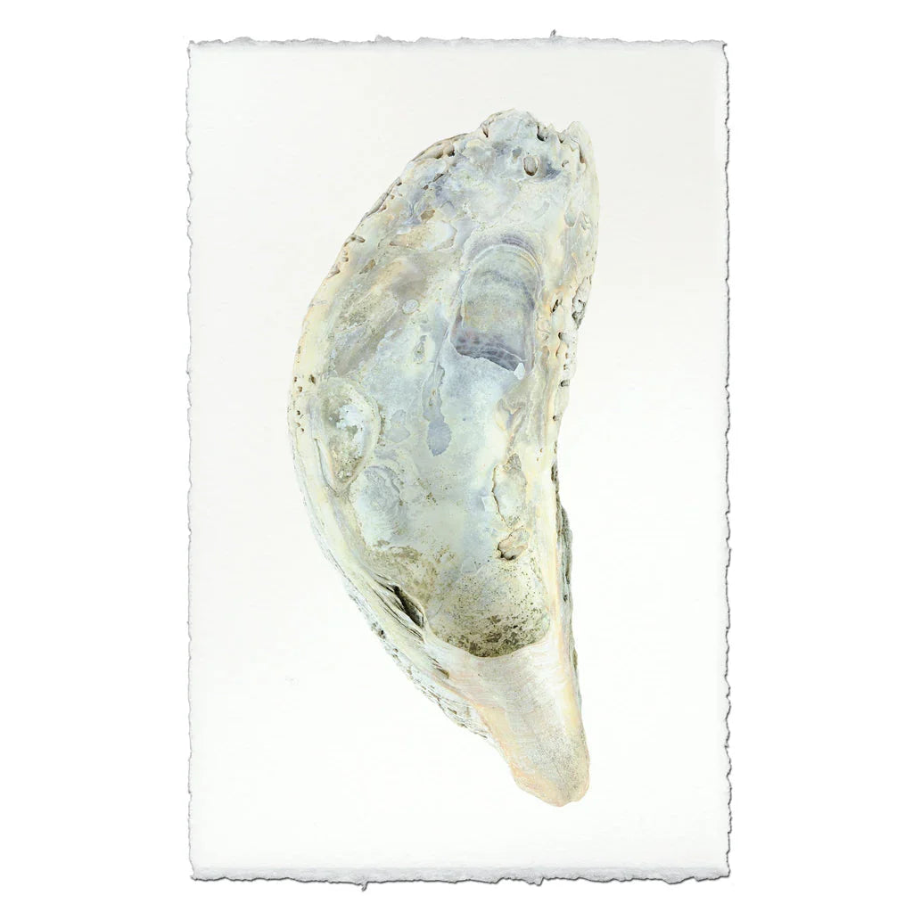 Oyster Study #5 - The Mayfair Hall