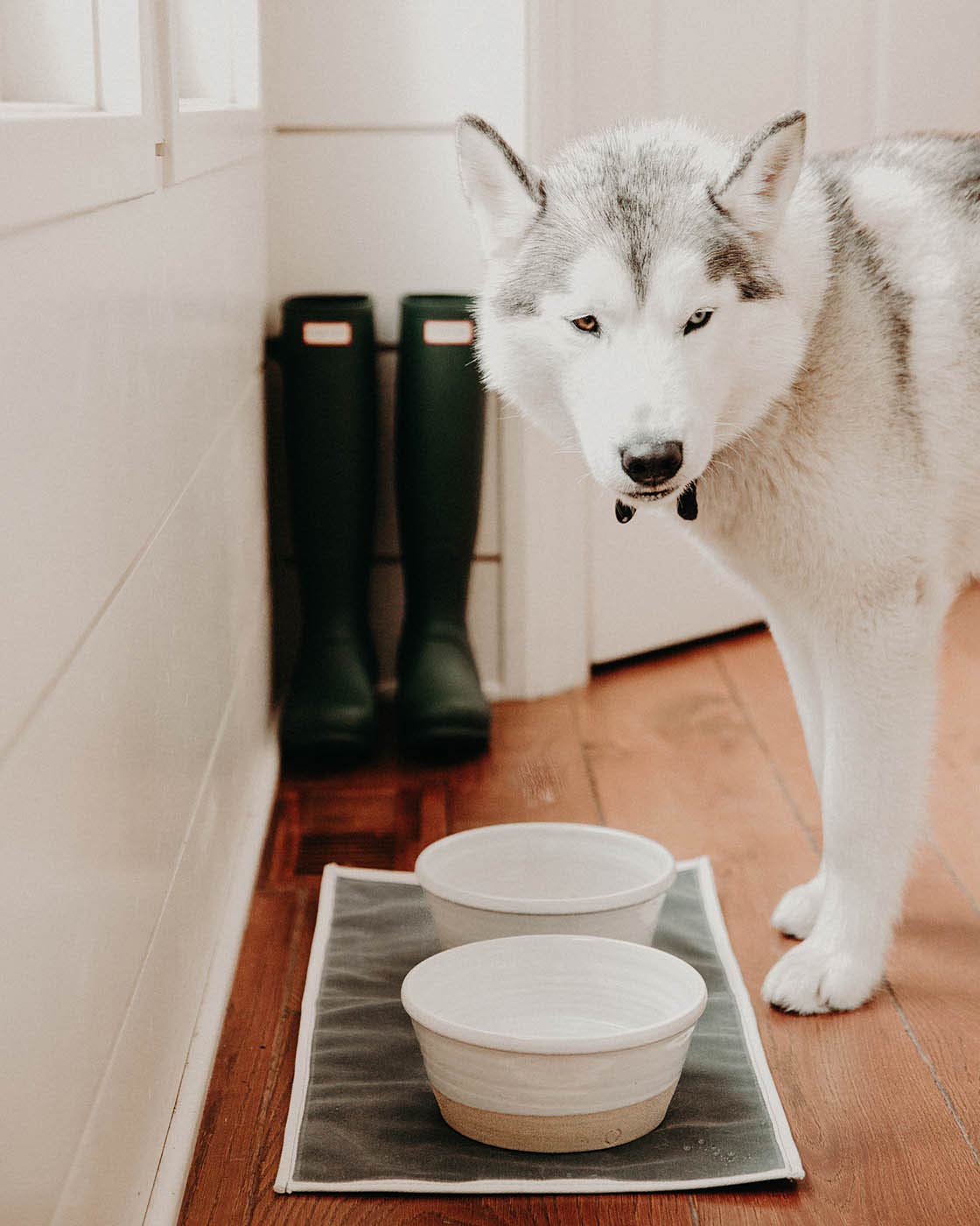 Farm Dog Bowl