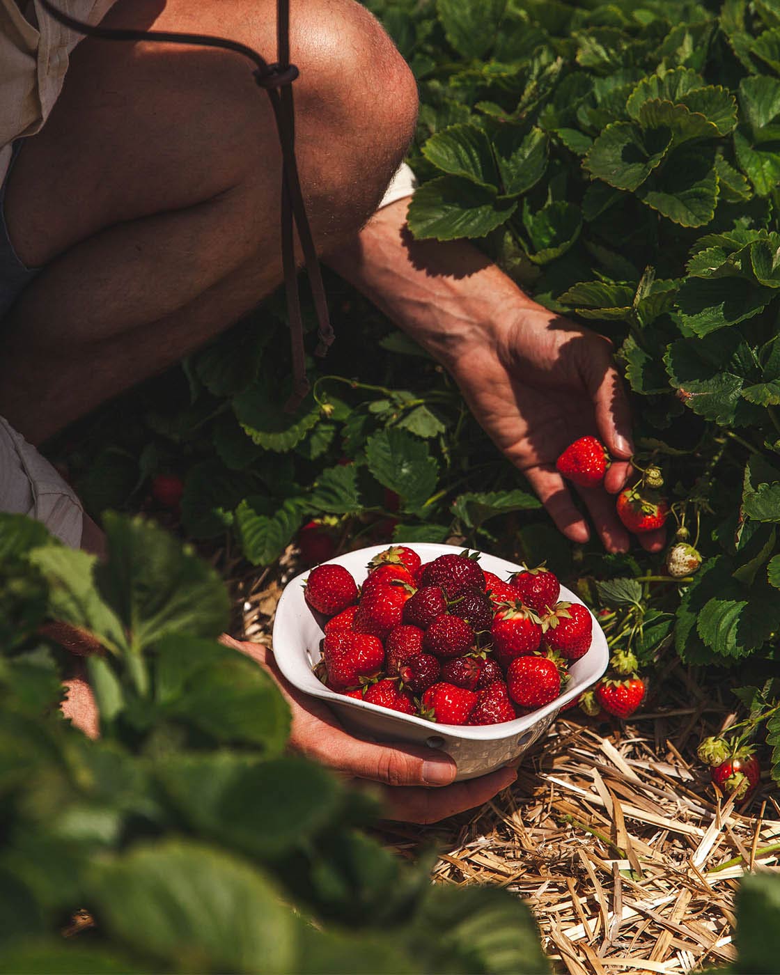 Windrow Berry Bowl