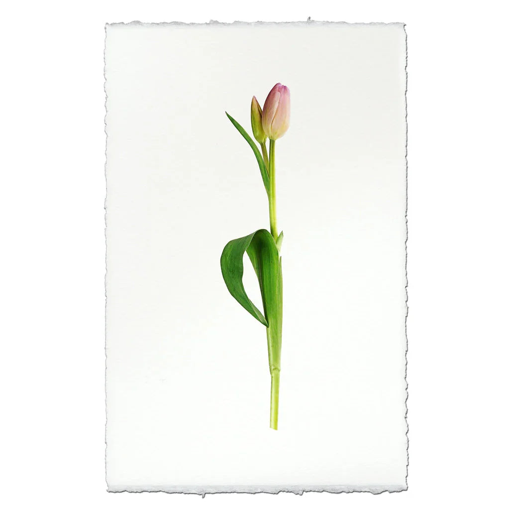 Pastel Tulip - The Mayfair Hall