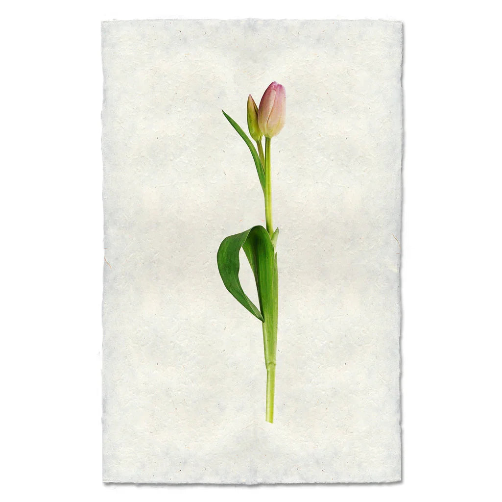 Pastel Tulip - The Mayfair Hall