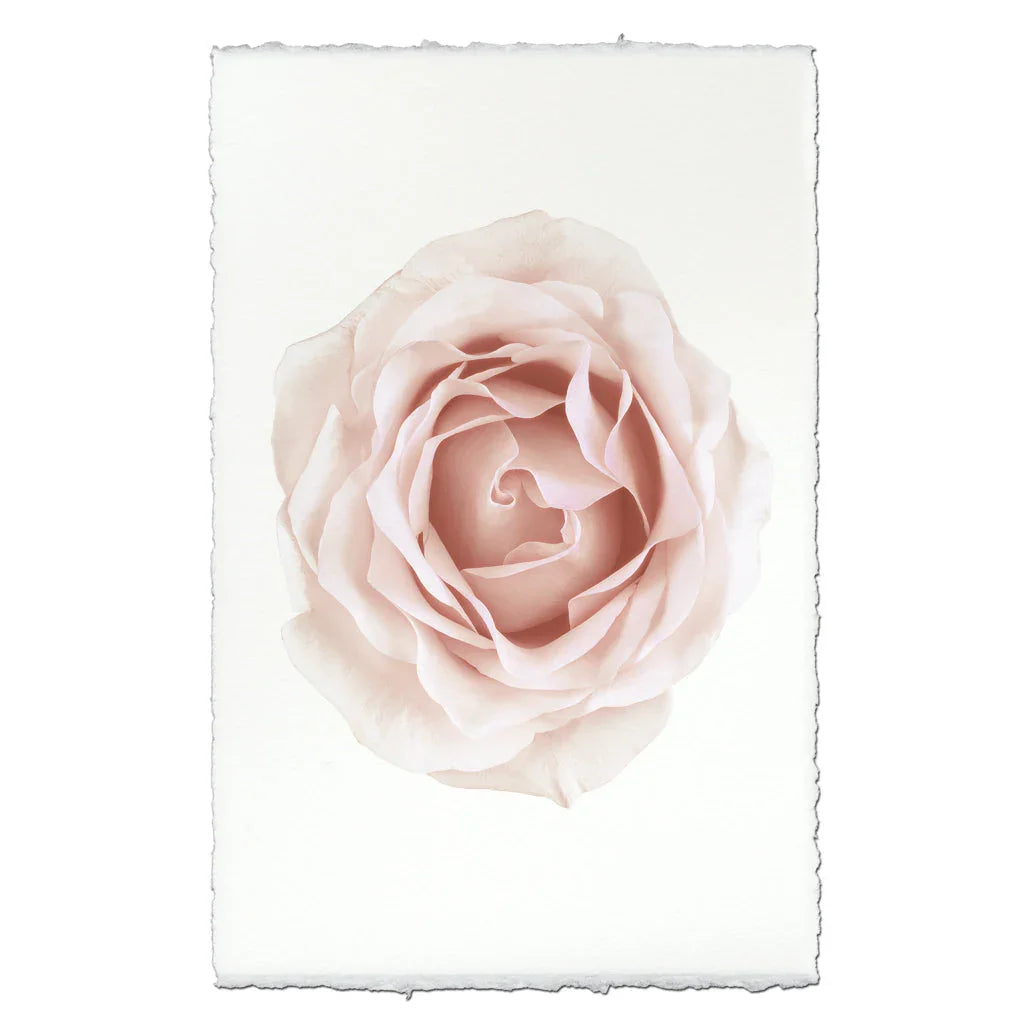 Pink Rose - The Mayfair Hall