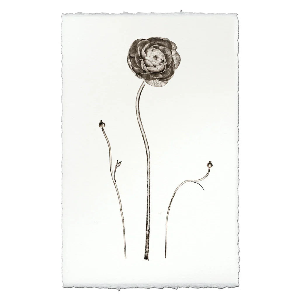 Ranunculus - The Mayfair Hall