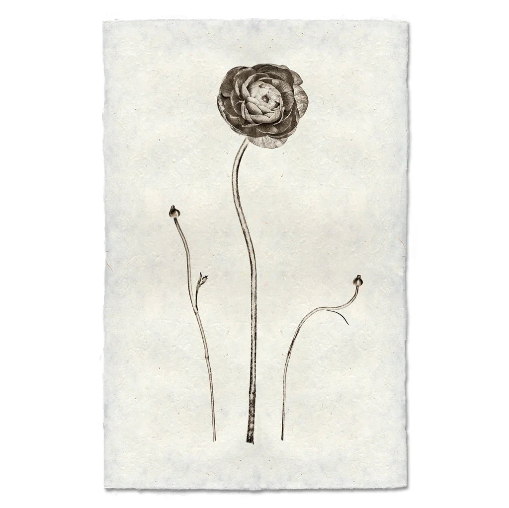Ranunculus - The Mayfair Hall