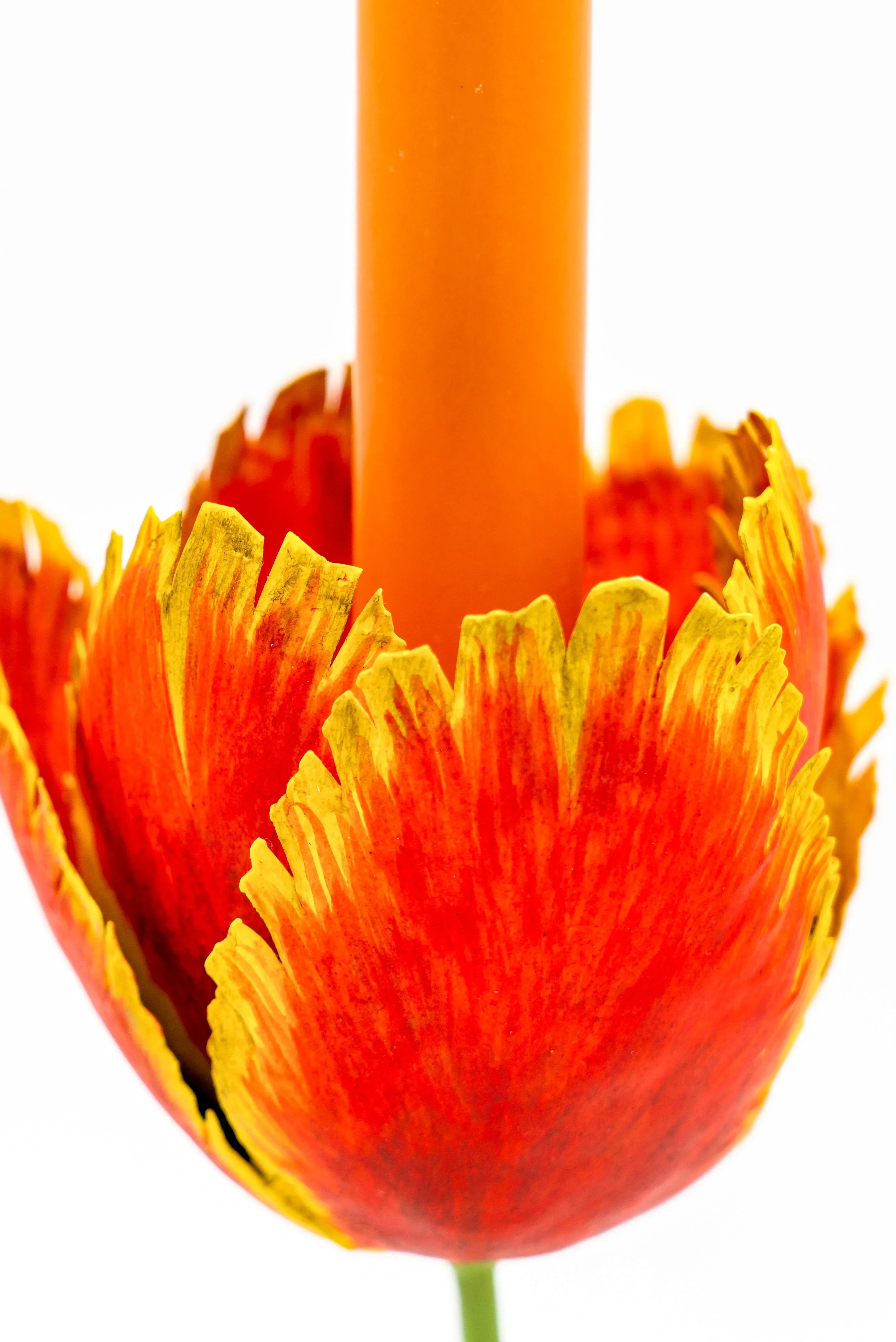 Tulip Candleholders - Medium 10" - The Mayfair Hall