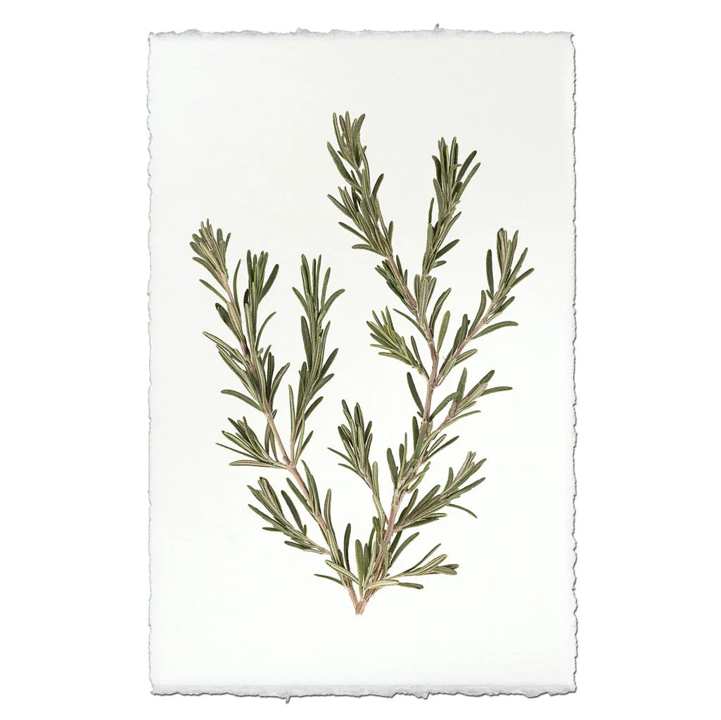 Rosemary - The Mayfair Hall