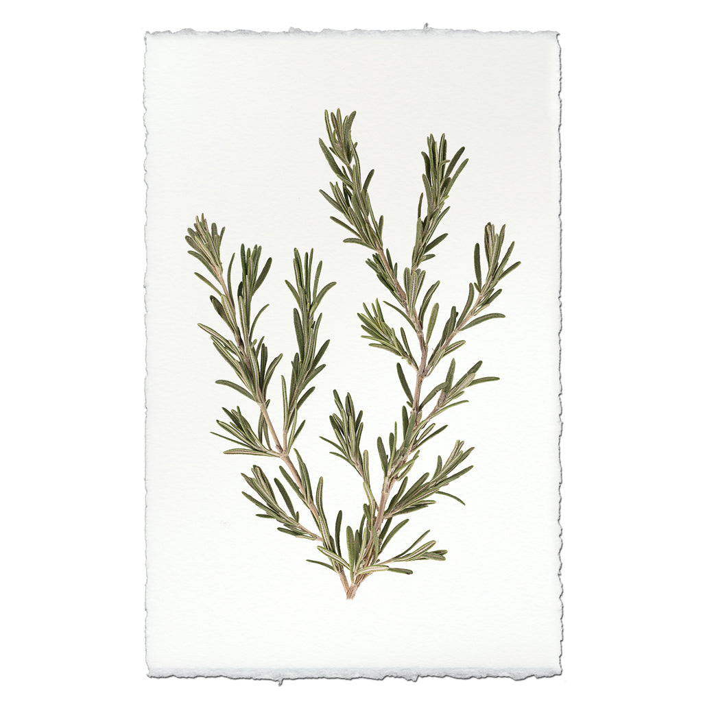 Rosemary