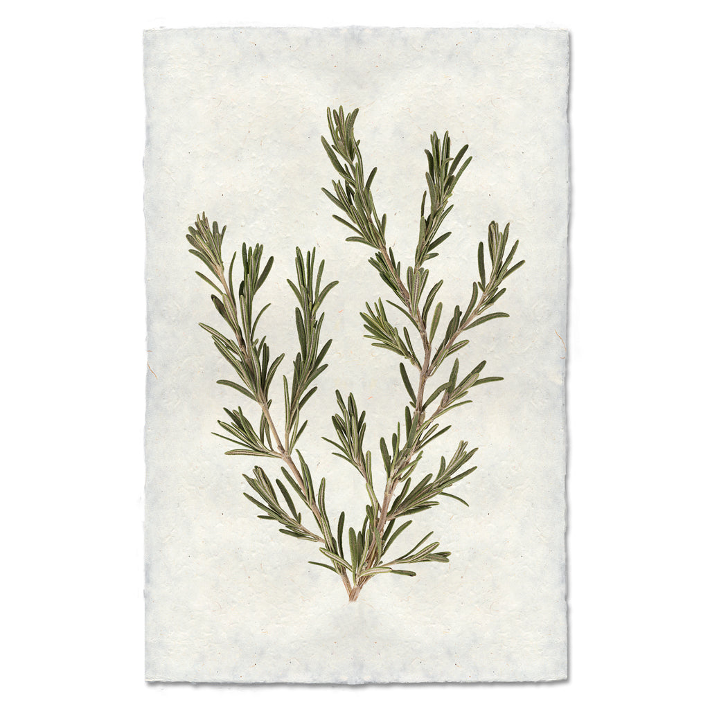 Rosemary