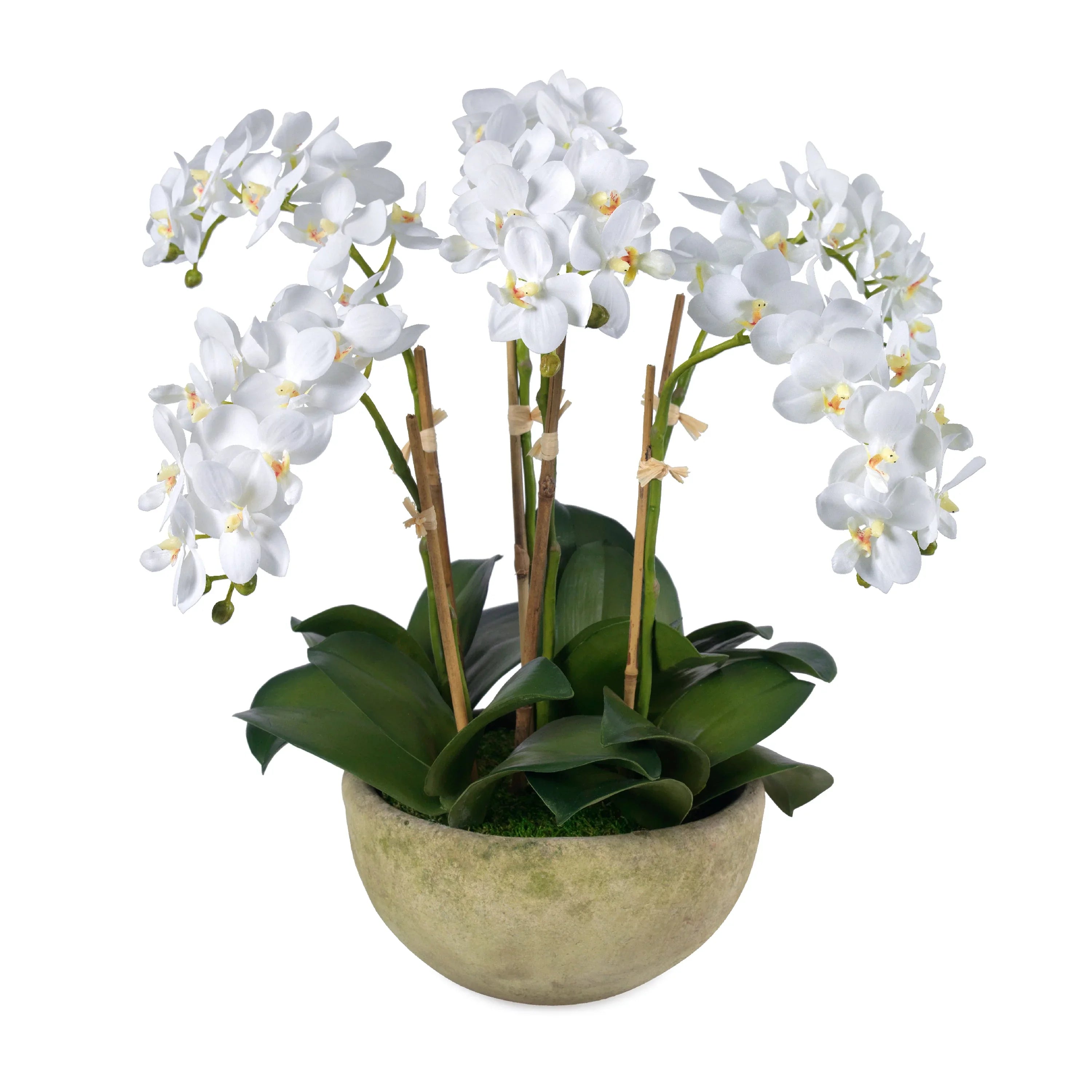 White Cloud - The Mayfair Hall