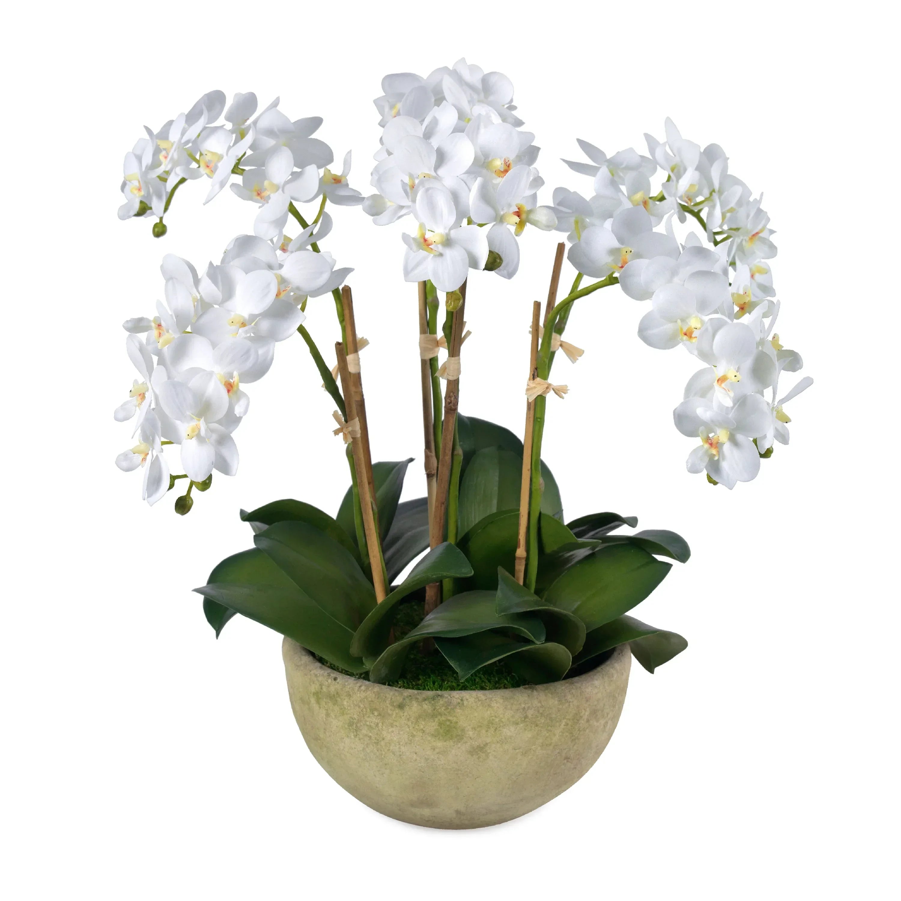 White Cloud - The Mayfair Hall