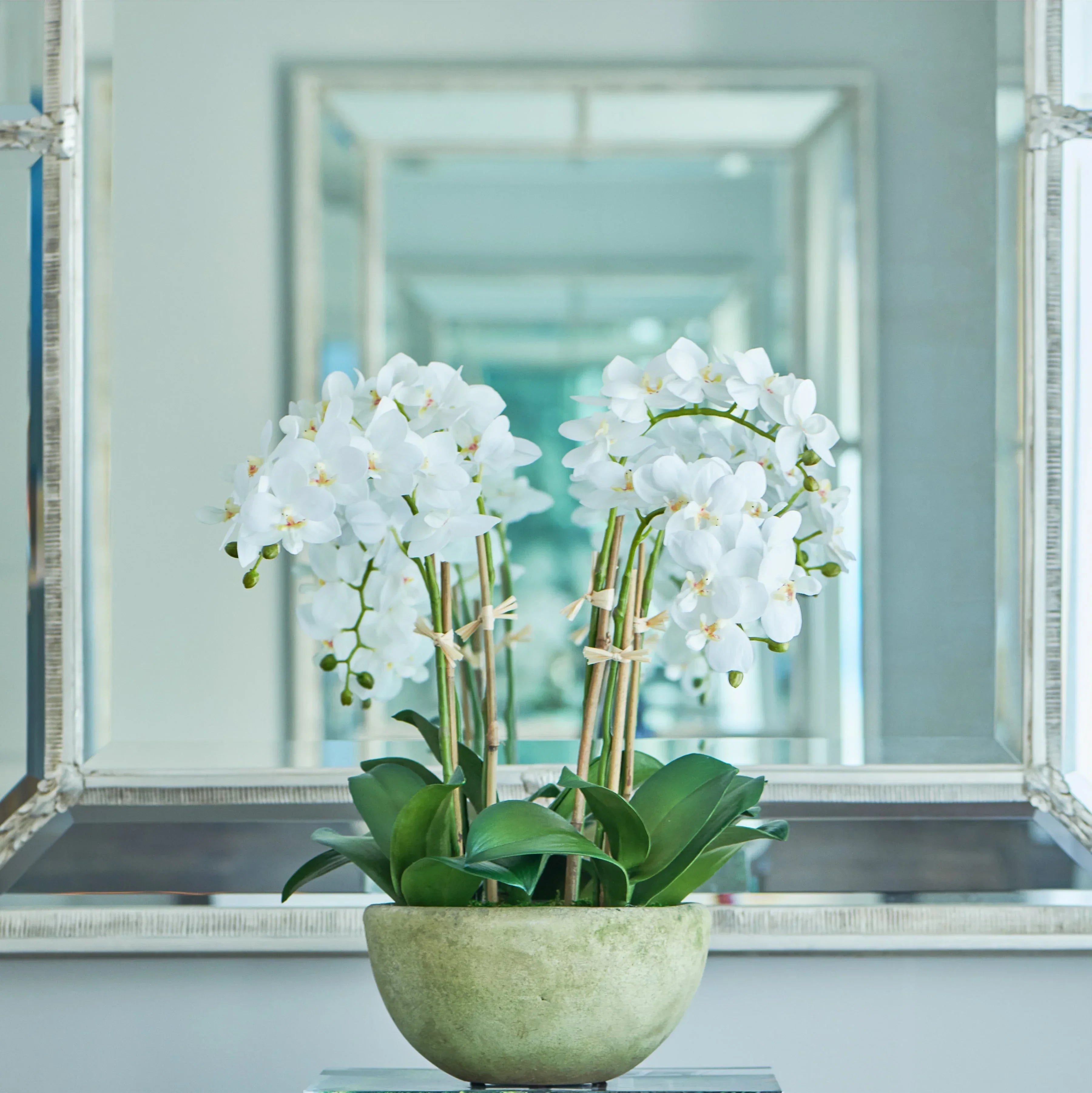 White Cloud - The Mayfair Hall