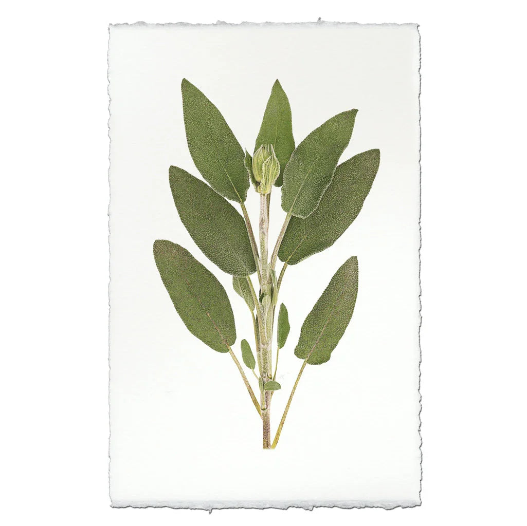 Sage - The Mayfair Hall