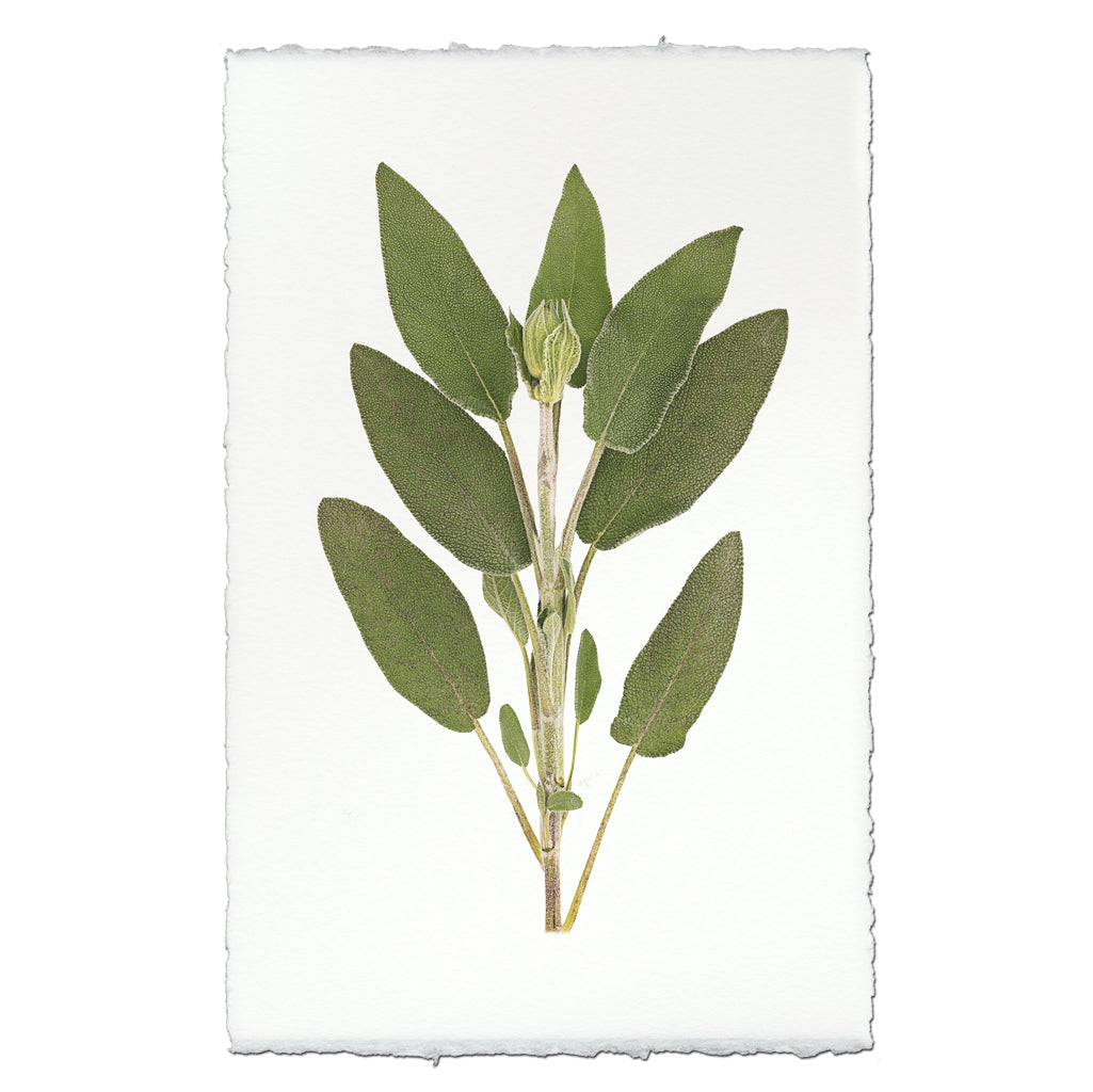Sage Botanical Art Print Wall Art
