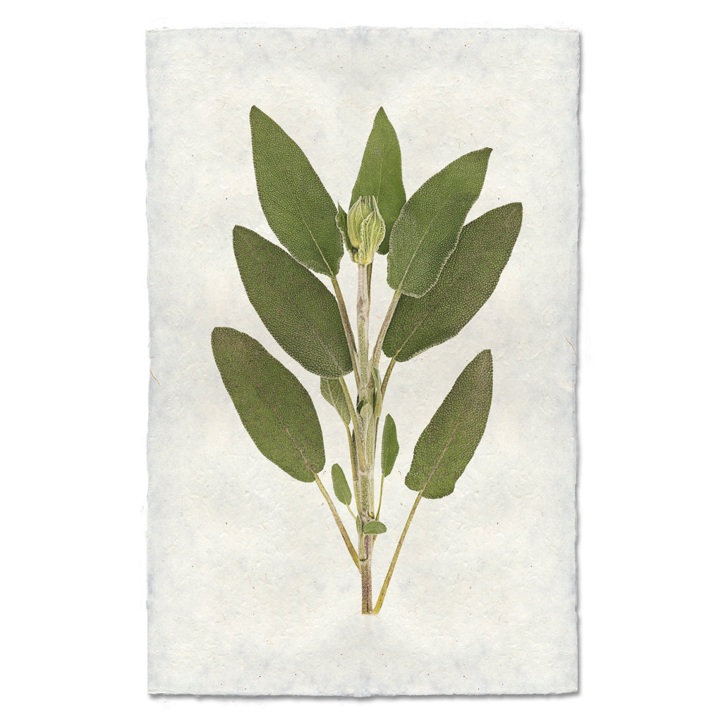 Sage Botanical Art Print Wall Art