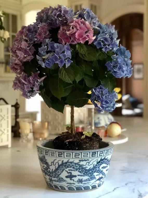 Dragon Bowl Planter in Blue and White - The Mayfair Hall