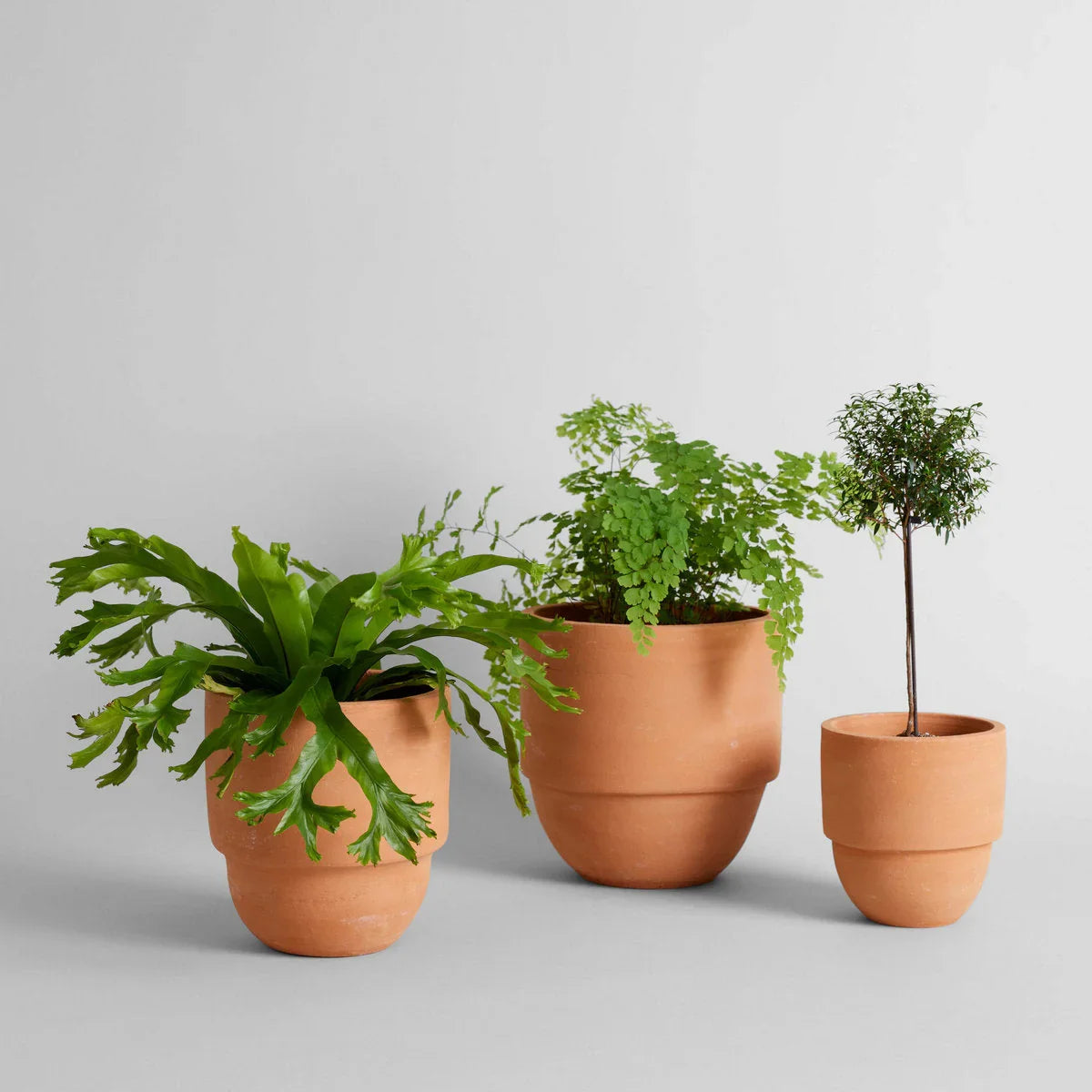 Big Cuff Planter - The Mayfair Hall