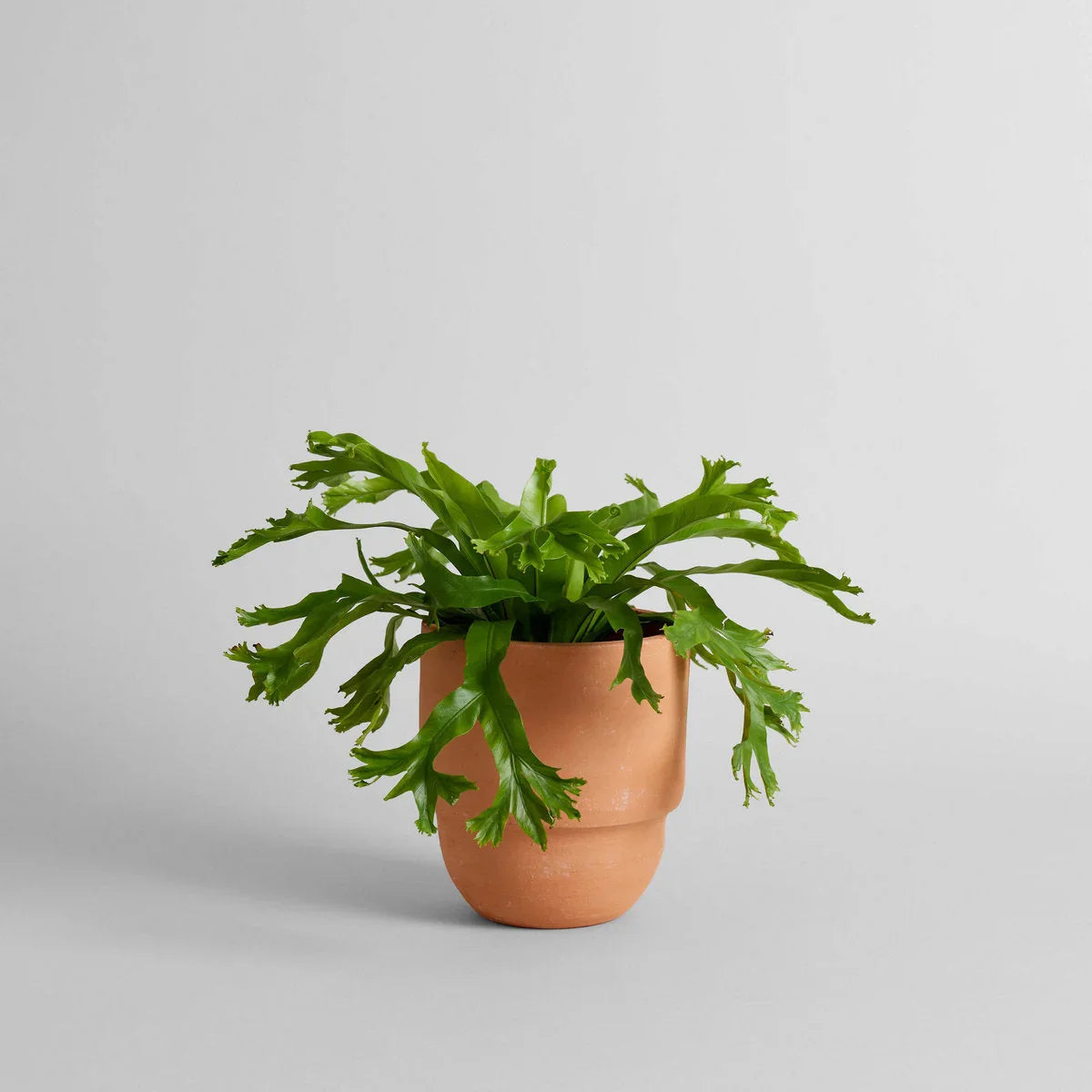 Big Cuff Planter - The Mayfair Hall