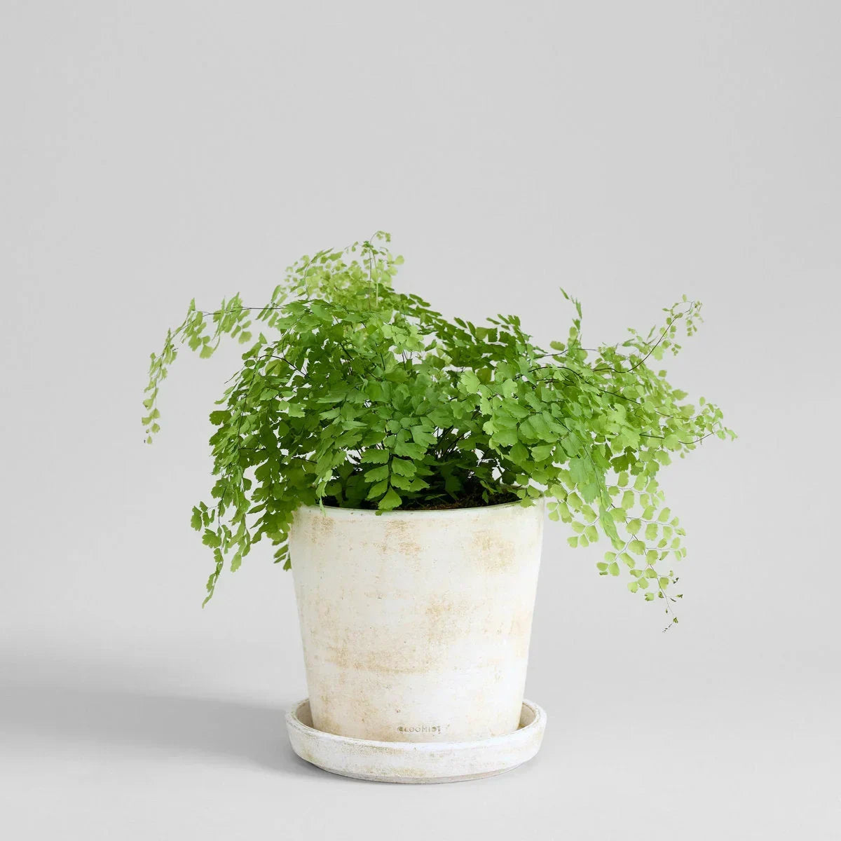 Basic Planter, White Patina - The Mayfair Hall