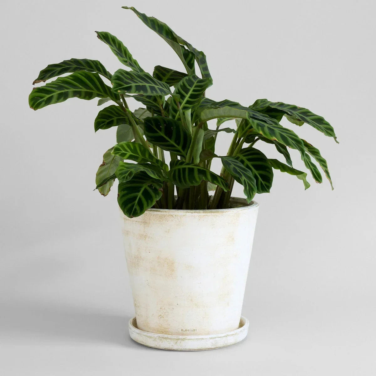 Basic Planter, White Patina - The Mayfair Hall