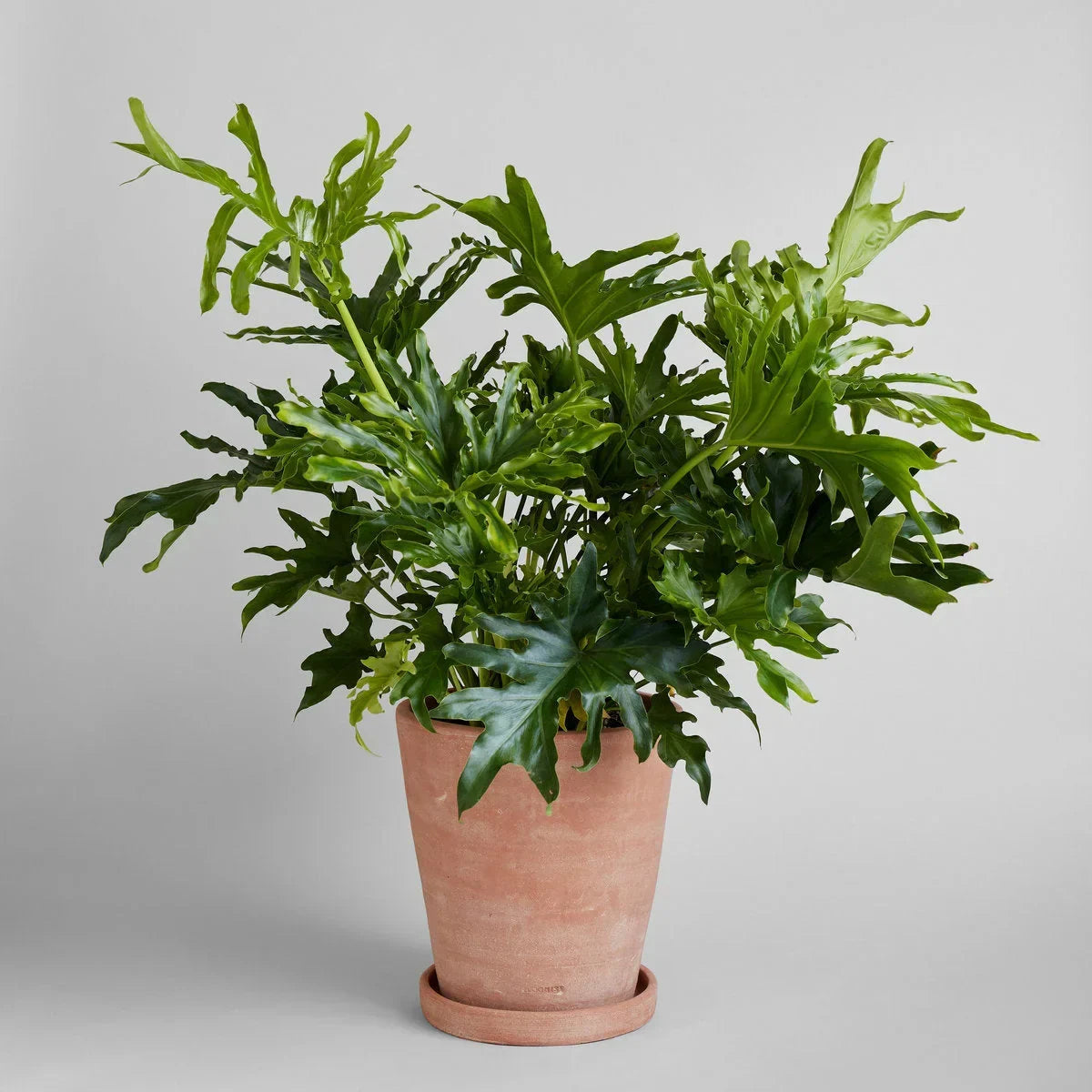 Whitewash Terracotta Studio Planter - The Mayfair Hall