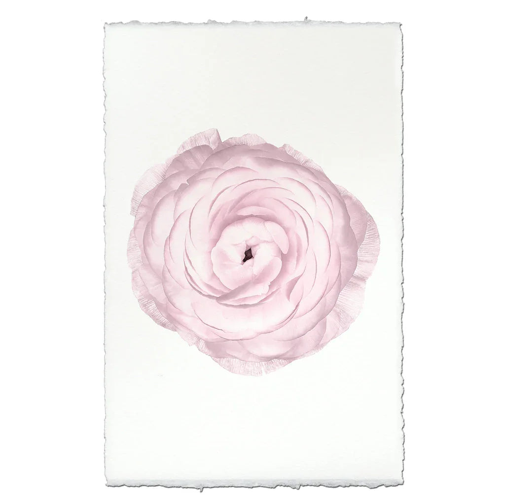 Blush Ranunculus - The Mayfair Hall