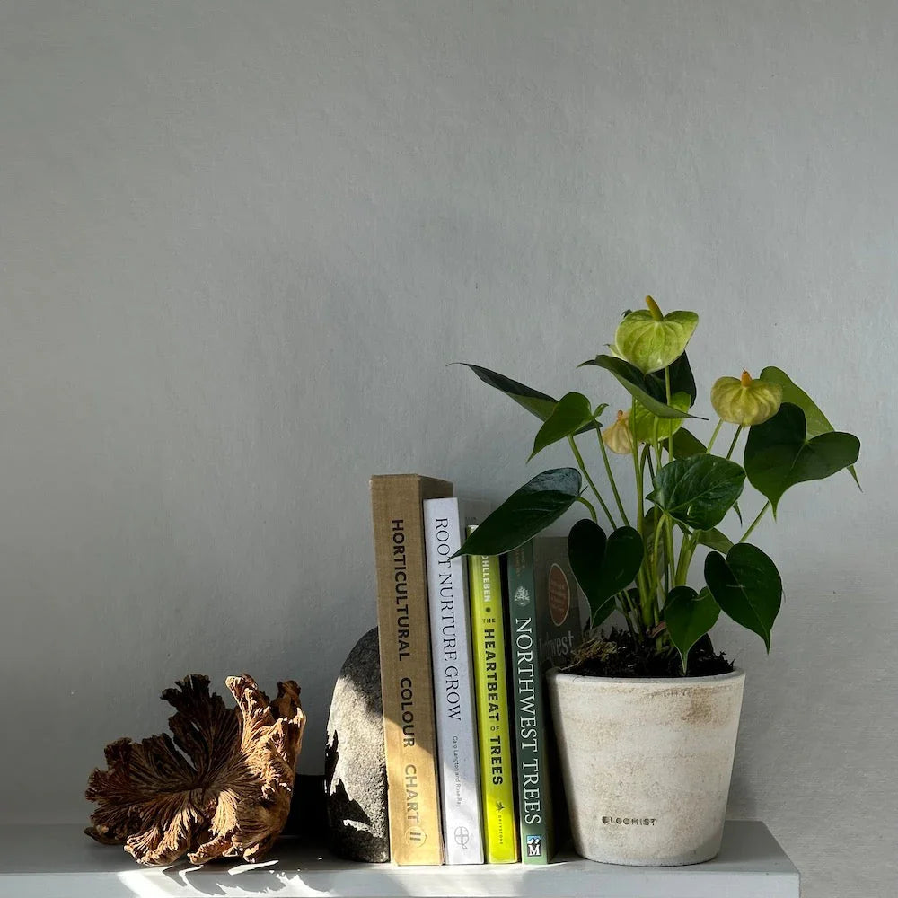 Basic Planter, White Patina - The Mayfair Hall