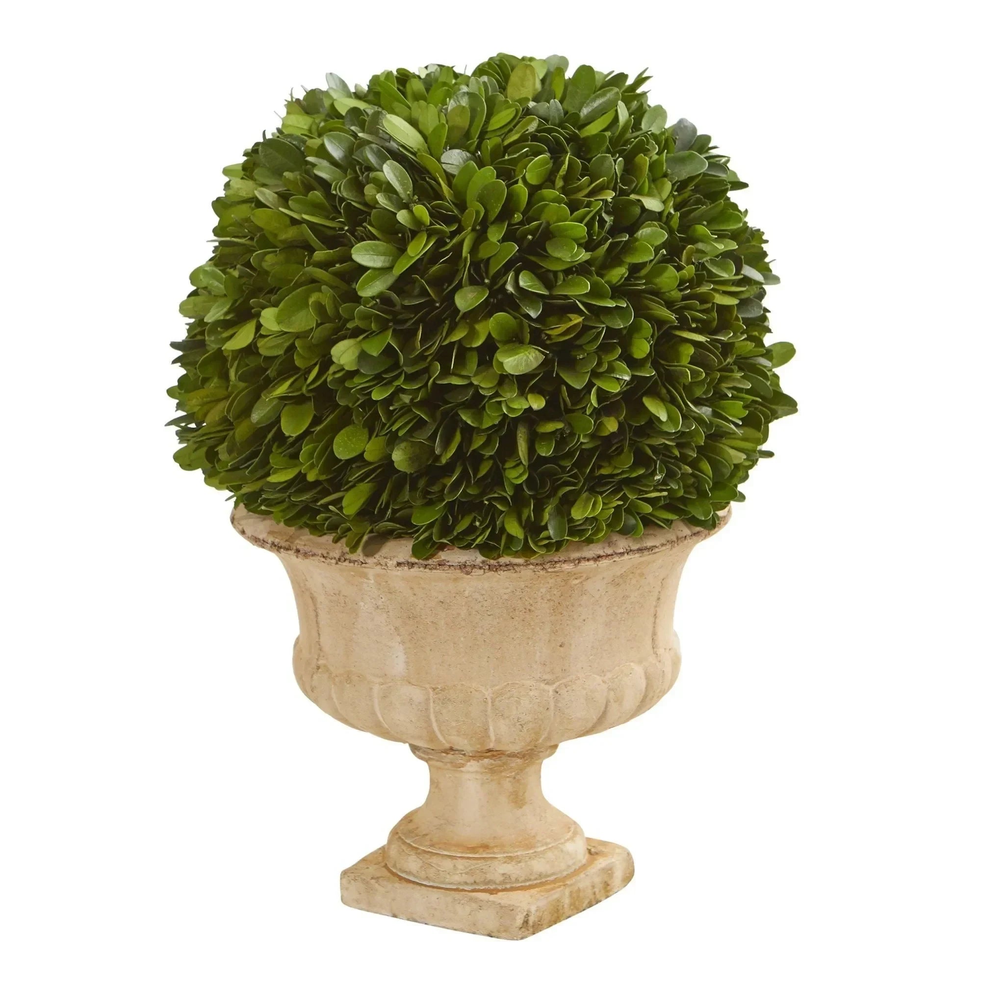 12” Boxwood Topiary Ball Preserved Plant in Decorative Urn - The Mayfair Hall