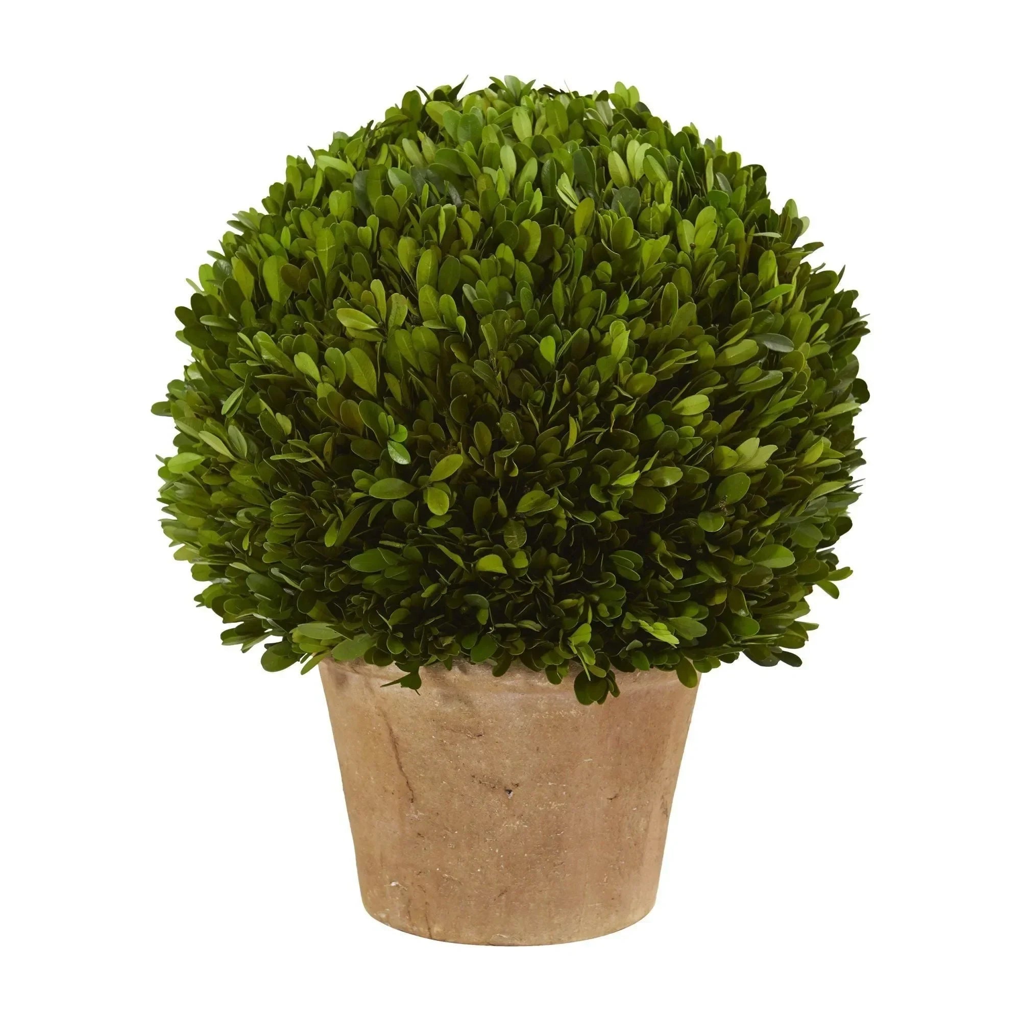 15” Boxwood Ball Preserved Plant in Planter - The Mayfair Hall