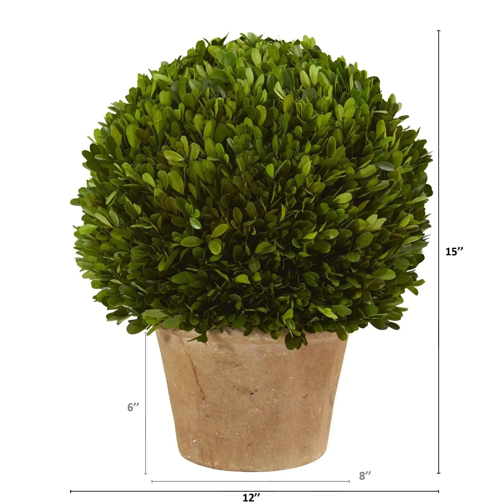 15” Boxwood Ball Preserved Plant in Planter - The Mayfair Hall