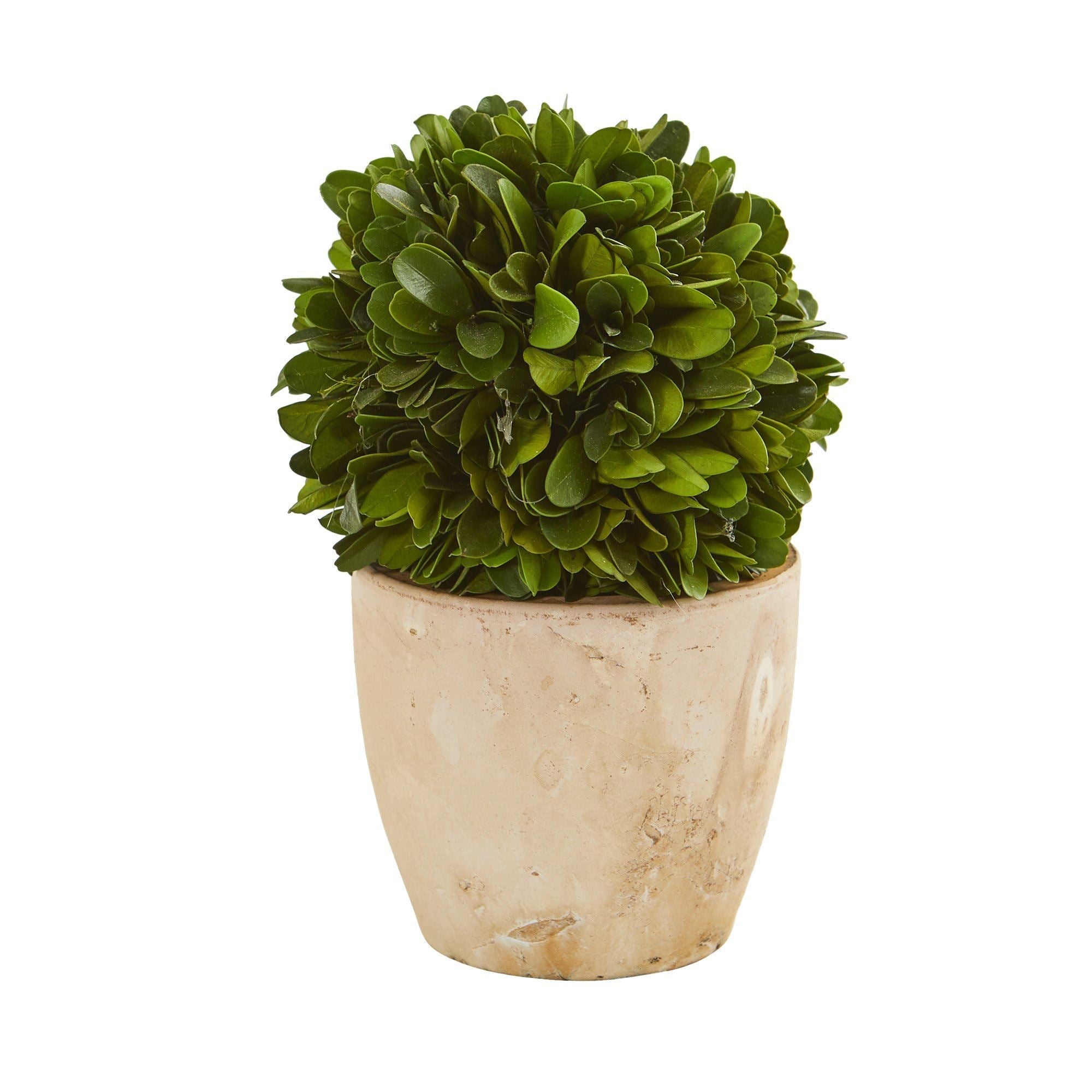6” Boxwood Ball Preserved Plant in Planter (Set of 2)
