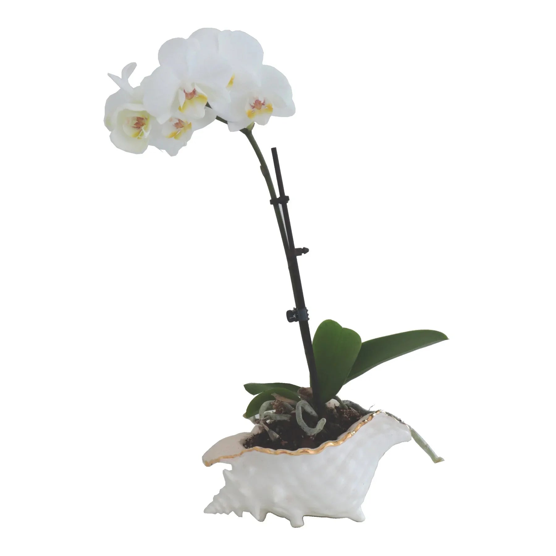 Conch Bowl with 22K Gold Accent - The Mayfair Hall