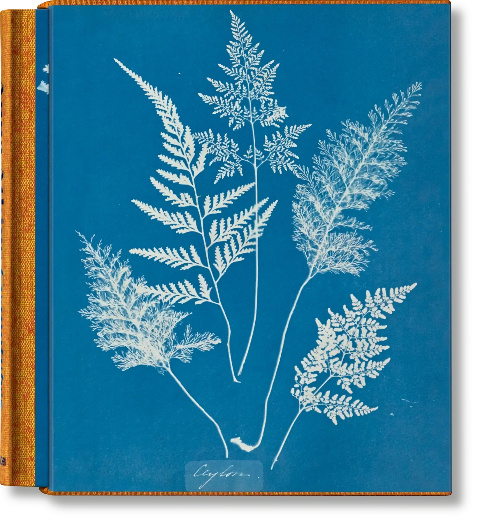 Anna Atkins. Cyanotypes (German, French, English) (FFE) - The Mayfair Hall