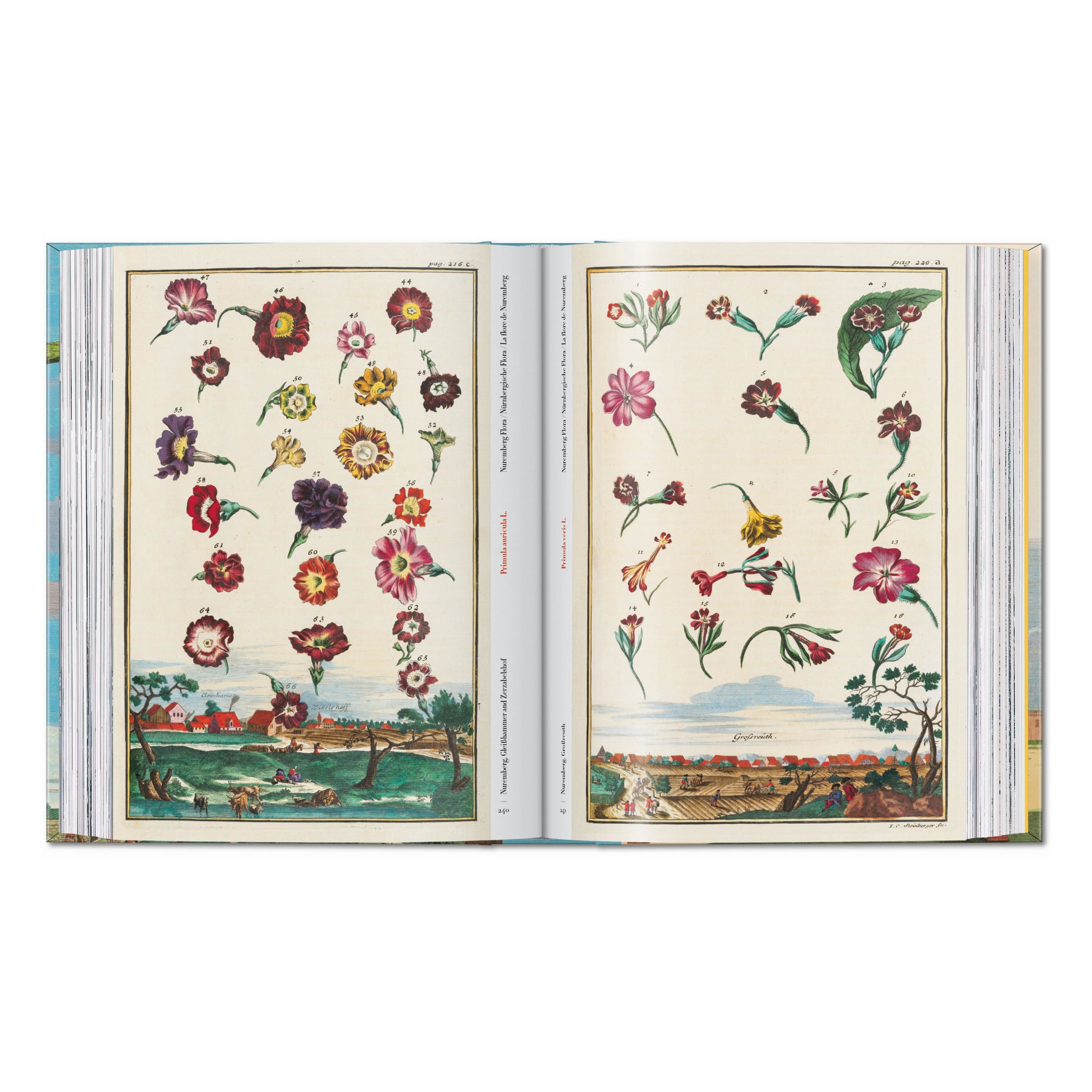 J. C. Volkamer. The Book of Citrus Fruits. 45th Ed. (German, French, English)