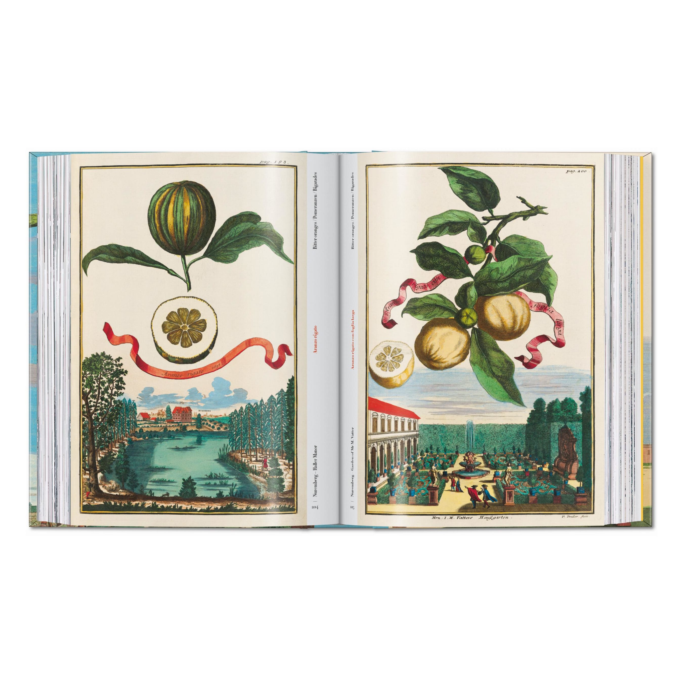 J. C. Volkamer. The Book of Citrus Fruits. 45th Ed. (German, French, English)