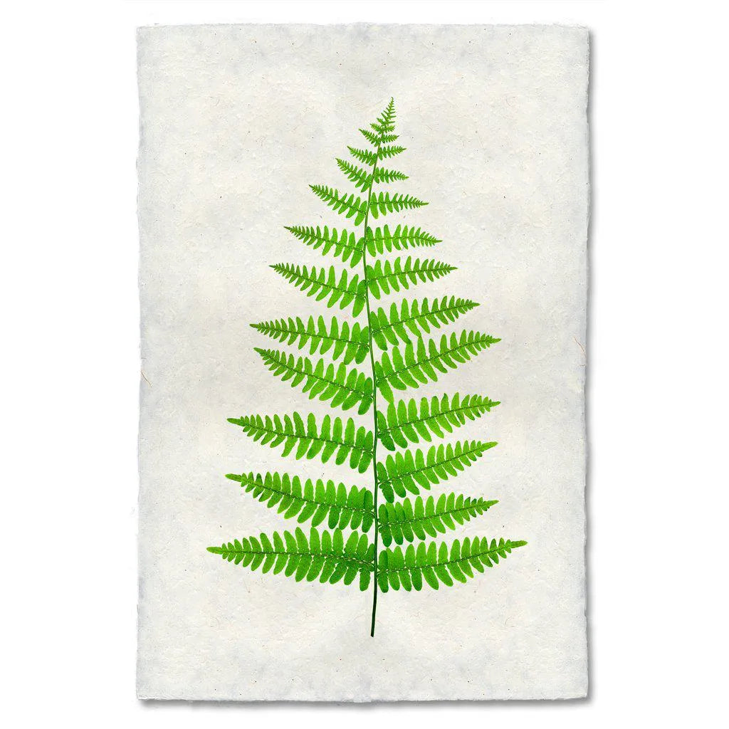 Fern #11 - The Mayfair Hall