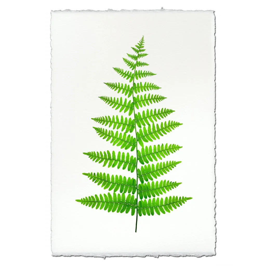 Fern #11 - The Mayfair Hall